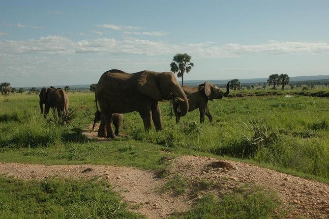 4-Day Kidepo Valley National Park Flight Safari (Luxury) - The Sum Up