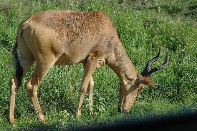 4-Day Kidepo Valley National Park Flight Safari (Luxury) - FAQ