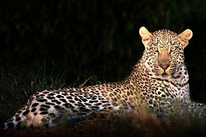 4 Day Kruger National Park and Panorama Route Safari - The Detailed Experience