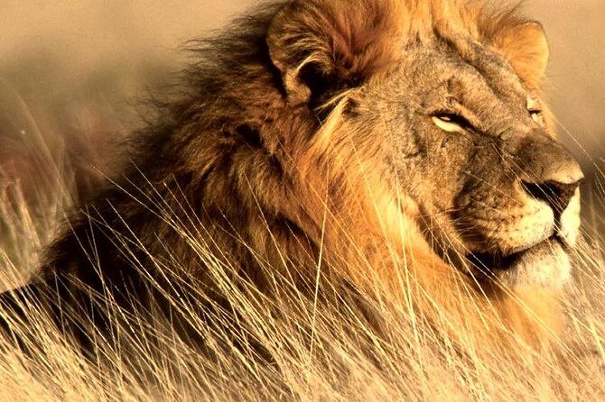 4 Day Kruger National Park and Panorama Route Safari - Frequently Asked Questions