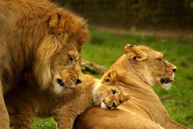 4 Day Kruger National Park and Panorama Tour from Johannesburg - Introduction