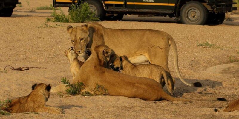 4 Day Kruger National Park Private Safari From Johannesburg - Practical Considerations