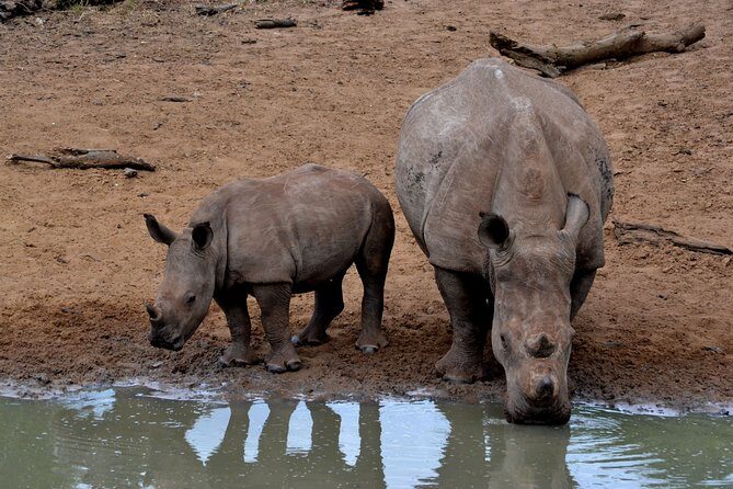 4-Day Kruger National Park Safari from Johannesburg - Exploring the Itinerary: What to Expect