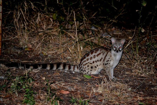 4-Day Kruger National Park Safari from Johannesburg - Food and Drink