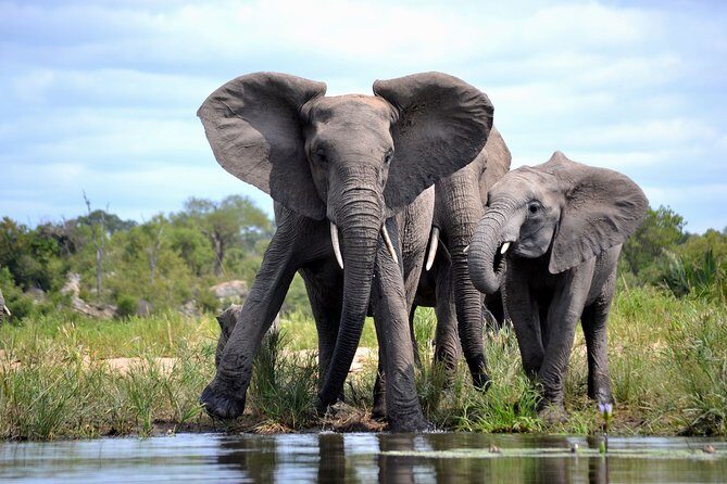 4-Day Kruger National Park Safari from Johannesburg - Who Will Love This Tour?