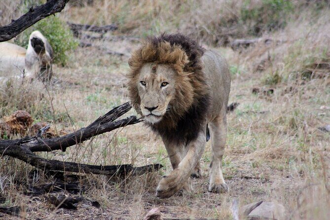 4 Day Kruger National Park Tour - What Travelers Say