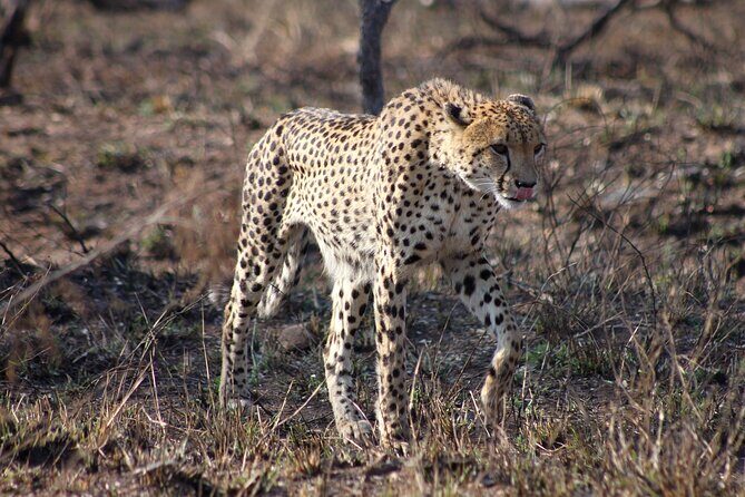 4 Day Kruger National Park Tour - FAQs