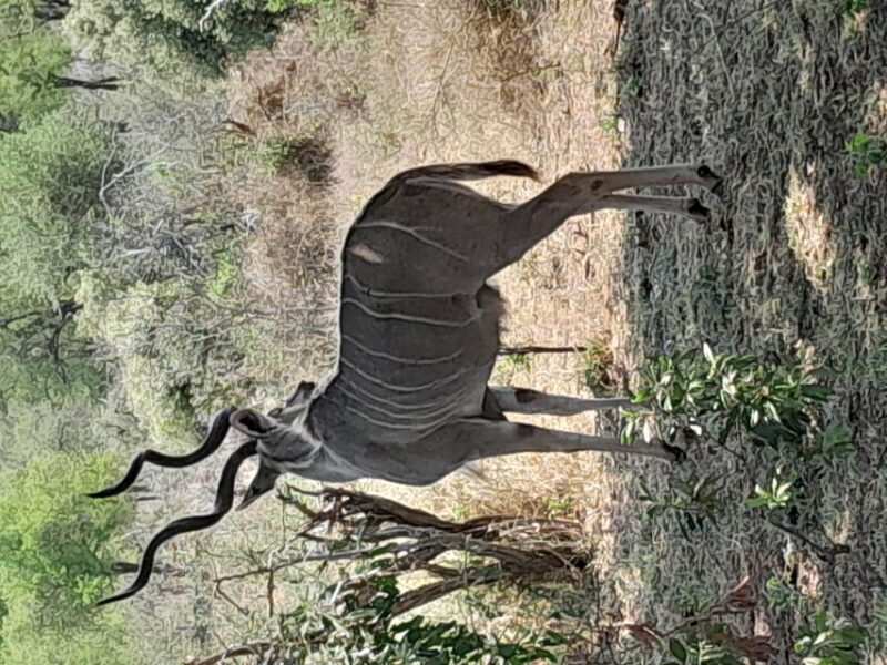 4 Day Kruger Park Safari and Panorama Route - Key Points