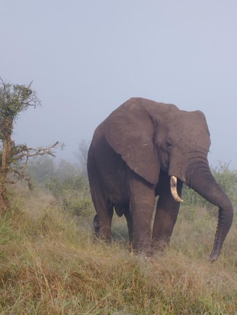 4 Day Kruger Park Safari and Panorama Route - An Inside Look at the Journey