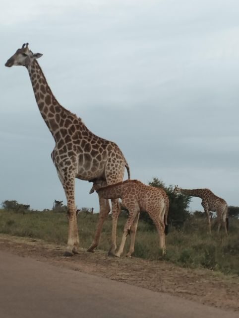 4 Day Kruger Park Safari and Panorama Route - Final Thoughts: Who Should Consider This Tour?