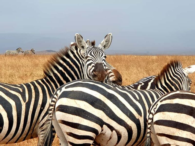 4-Day Last-Minute Safari to Lake Manyara, - Key Points