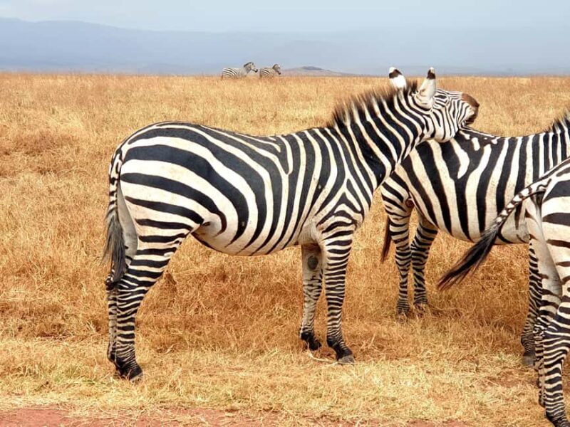 4-Day Last-Minute Safari to Lake Manyara, - Exploring the Ngorongoro Crater
