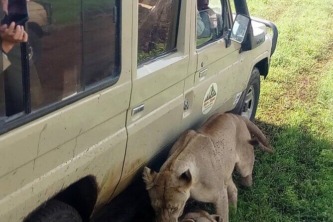 4-Day Lodge Private Tour to Tarangire, Serengeti and Ngorongoro - An In-Depth Look at the Itinerary