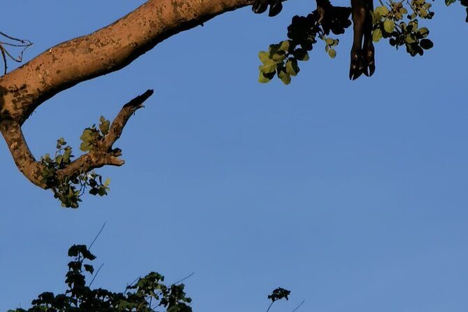 4-Day Lodge Private Tour to Tarangire, Serengeti and Ngorongoro - The Sum Up