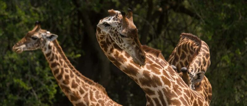 4-Day Luxury Wildlife Adventure in Rwanda - Key Points