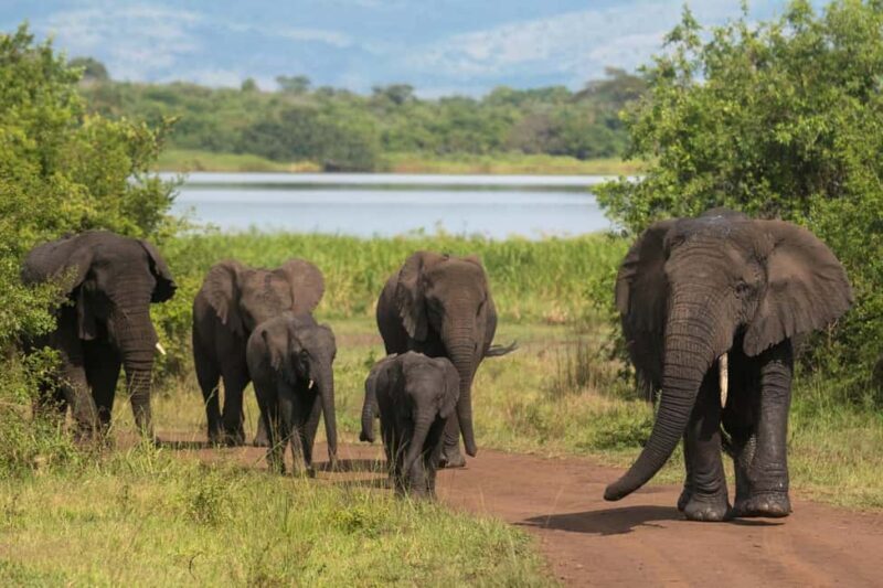 4-Day Luxury Wildlife Adventure in Rwanda - Exploring Rwanda in Comfort and Depth