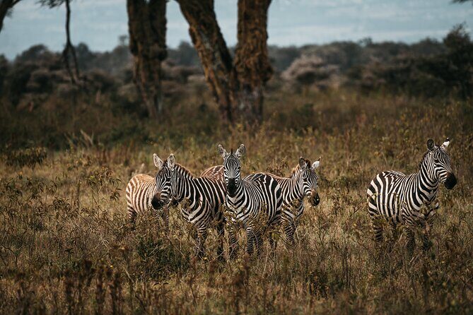 4-Day Maasai Mara and Lake Nakuru Safari from Nairobi - An In-Depth Look at the Itinerary