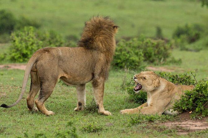 4-Day Maasai Mara and Lake Nakuru Safari from Nairobi - Who Is This Tour Best For?