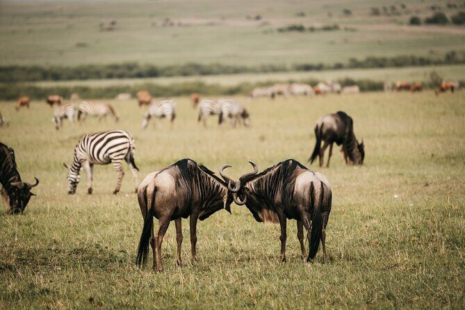 4-Day Maasai Mara and Lake Nakuru Safari from Nairobi - Final Thoughts