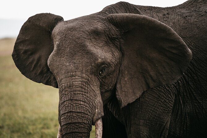 4-Day Maasai Mara and Lake Nakuru Safari from Nairobi - FAQ