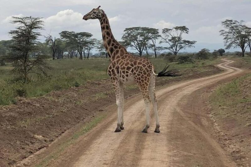 4-Day Maasai Mara, Nakuru National park , and L. Naivasha. - Day 4: Lake Naivasha to Nairobi with a cultural stop