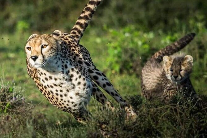 4-Day Majestic Group Tour in Safari - Day-by-Day Breakdown: What to Expect