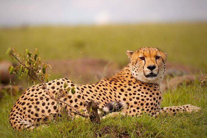 4-Day Majestic Group Tour in Safari - Authenticity and Guide Expertise