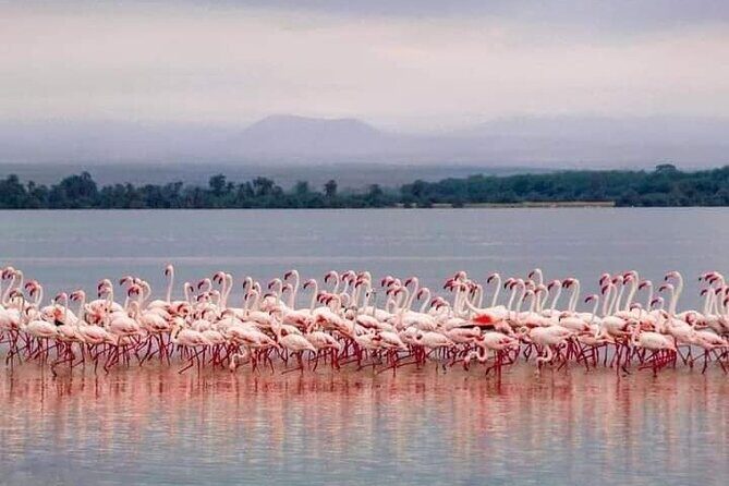4-Day Majestic Group Tour in Safari - Practical Considerations