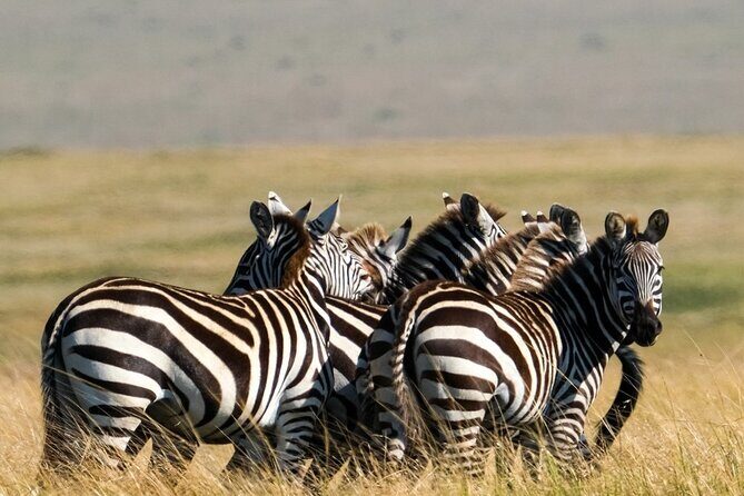 4-Day Majestic Group Tour in Safari - Who Is This Tour Best For?