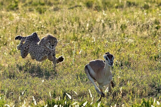 4-Day Majestic Group Tour in Safari - Final Thoughts
