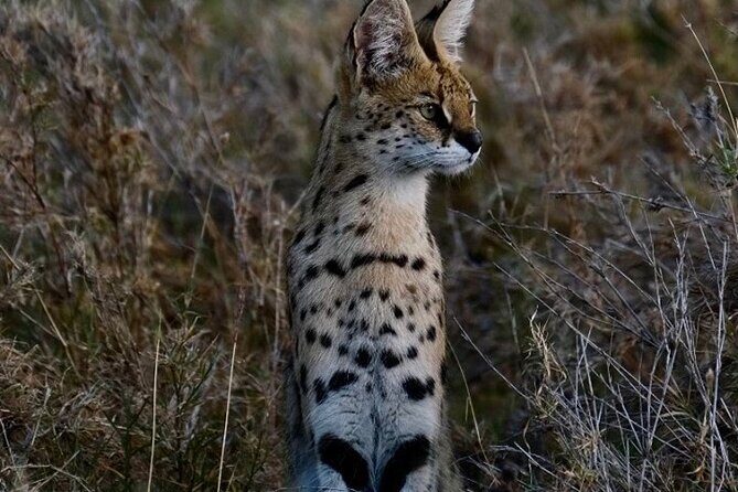 4-Day Majestic Group Tour in Safari - FAQ