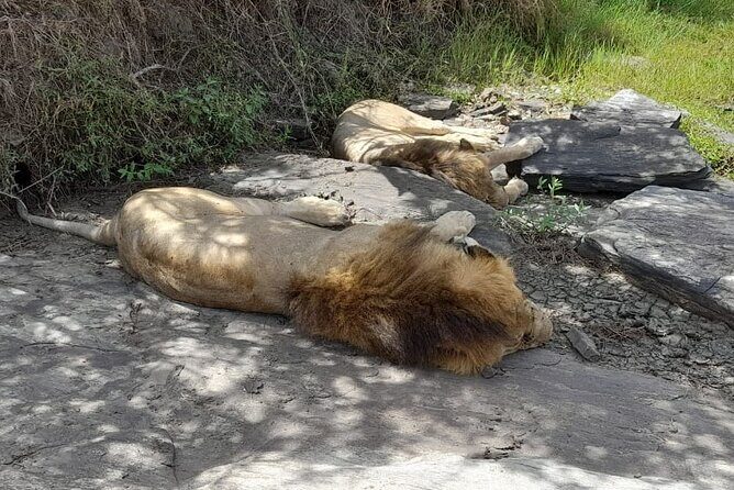 4-Day Masai Mara and Lake Nakuru Jeep Safari - Cost and Value: What You Get for $1,255