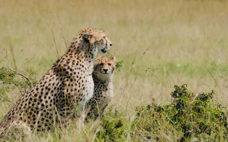 4-Day Masai Mara and Lake Nakuru Mid-Luxury Safari - Exploring Kenyas Wildlife: What You Can Expect
