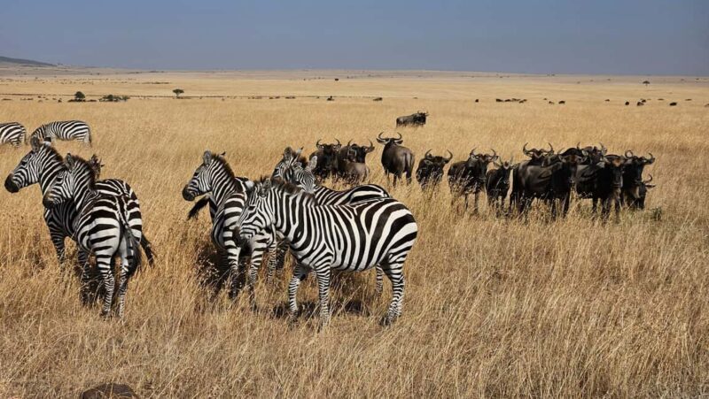 4-Day Masai Mara and Lake Nakuru Mid-Luxury Safari - What’s Included & What to Know