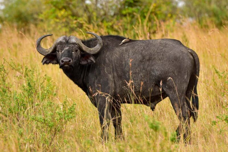 4-Day Masai Mara and Lake Nakuru Mid-Luxury Safari - The Sum Up: Who Is This Safari Best For?