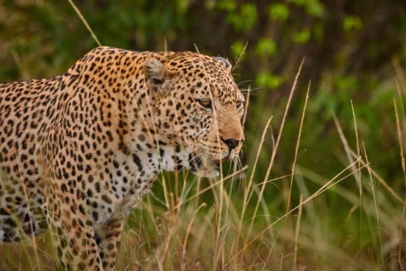 4-Day Masai Mara and Lake Nakuru Mid-Luxury Safari - Frequently Asked Questions