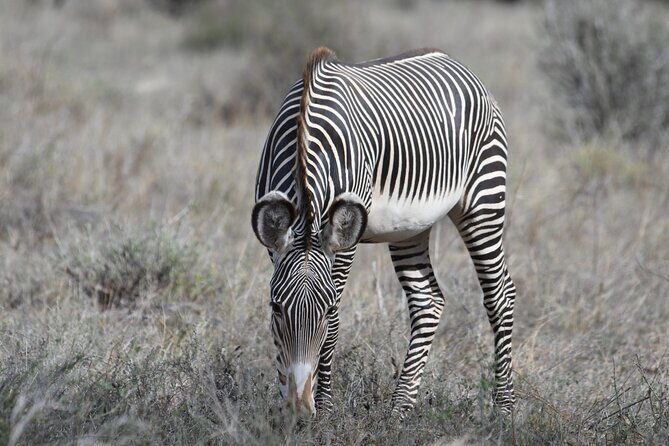 4-Day Masai Mara and Lake Nakuru safari from Nairobi. - Final thoughts — who this safari is perfect for