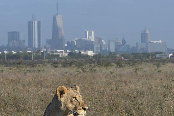 4-Day Masai Mara and Lake Nakuru safari from Nairobi. - The Sum Up