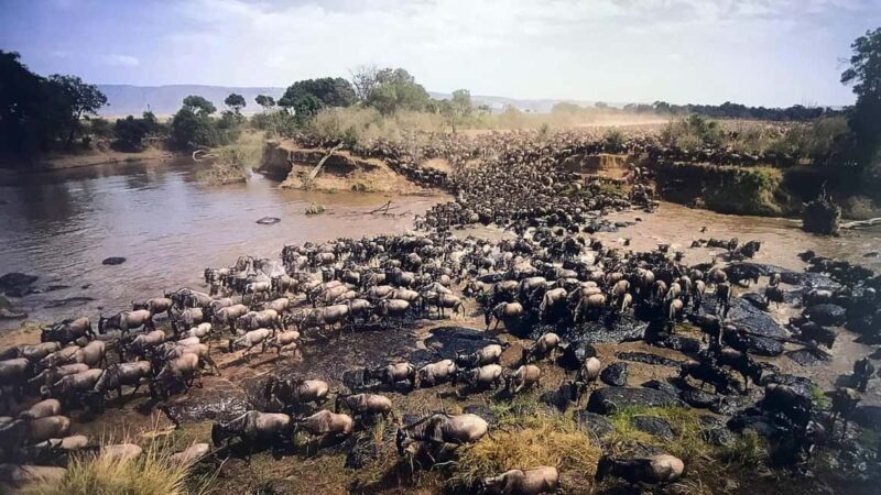 4-Day Masai Mara and Lake Nakuru safari from Nairobi - Exploring the 4-Day Masai Mara and Lake Nakuru Safari from Nairobi