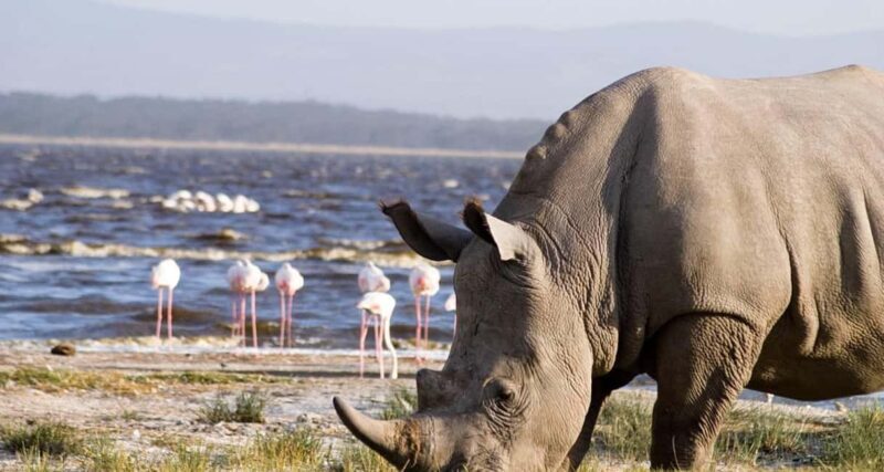 4-Day Masai Mara and Lake Nakuru safari from Nairobi - What’s Included & What’s Not