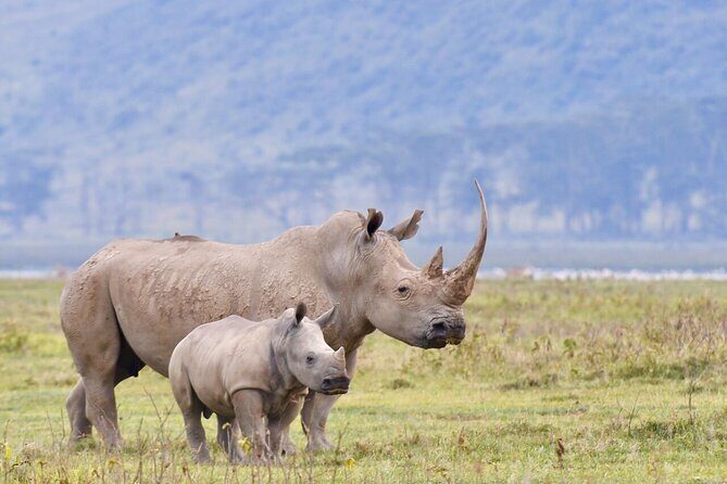 4-Day Masai Mara and Lake Nakuru Safari Tour from Nairobi - Key Points
