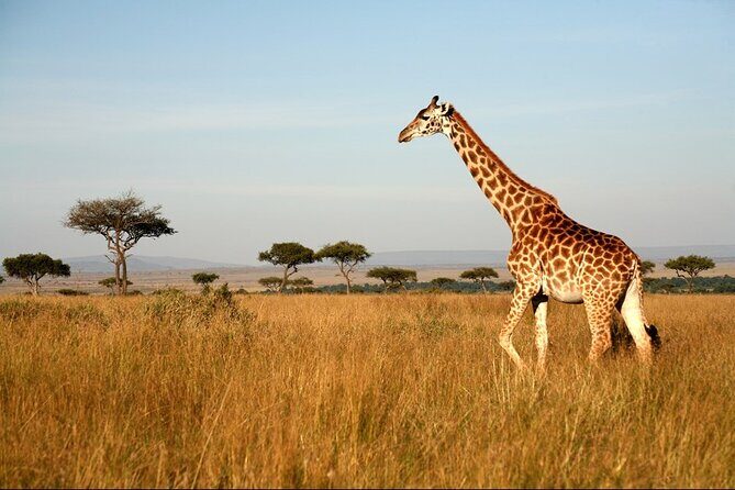 4-Day Masai Mara and Lake Nakuru Safari Tour from Nairobi - Day 1: From Nairobi to Masai Mara