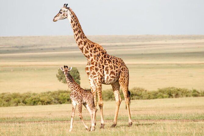 4-Day Masai Mara and Lake Nakuru Safari Tour from Nairobi - Day 4: Final Safari and Return to Nairobi