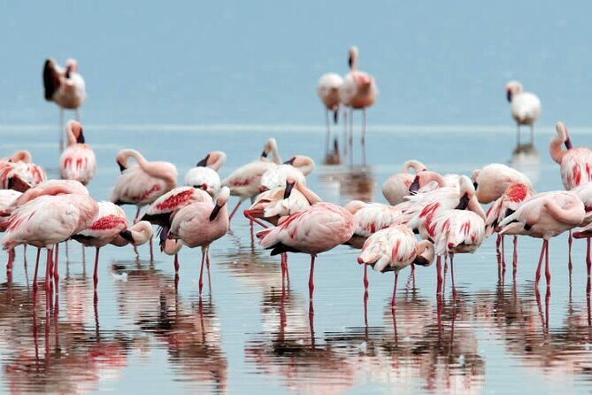 4-Day Masai Mara and Lake Nakuru Safari Tour from Nairobi - What Travelers Say