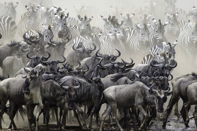 4-Day Masai Mara and Lake Nakuru Safari Tour from Nairobi - Value & Pricing