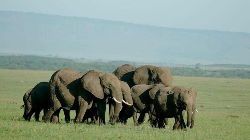 4-Day Masai Mara and Lake Nakuru Trip - Discovering Kenya’s Wildlife on a 4-Day Masai Mara & Lake Nakuru Trip