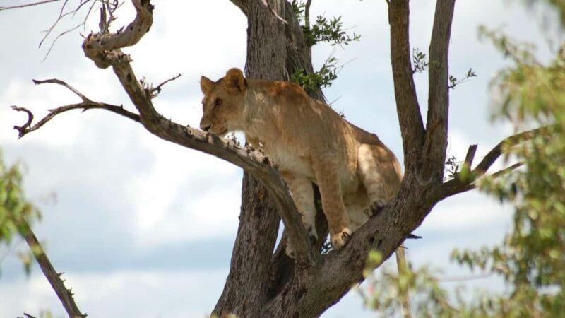 4-Day Masai Mara and Lake Nakuru Trip - Key Points