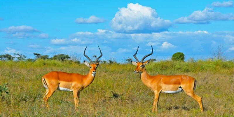 4-Day Masai Mara and Lake Nakuru Trip - FAQ