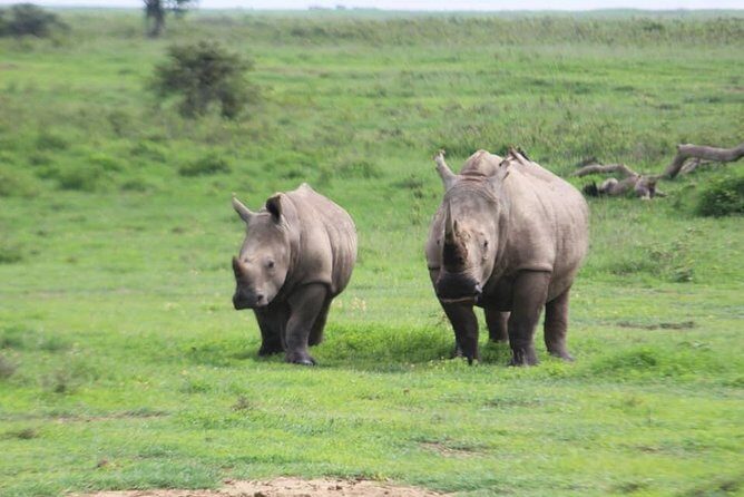 4-Day Masai Mara Big Five Safari - Exploring the Itinerary in Detail