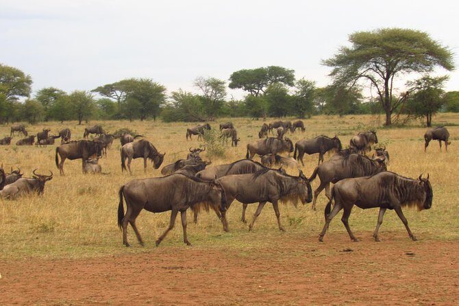 4-Day Masai Mara Big Five Safari - What Do Travelers Say?
